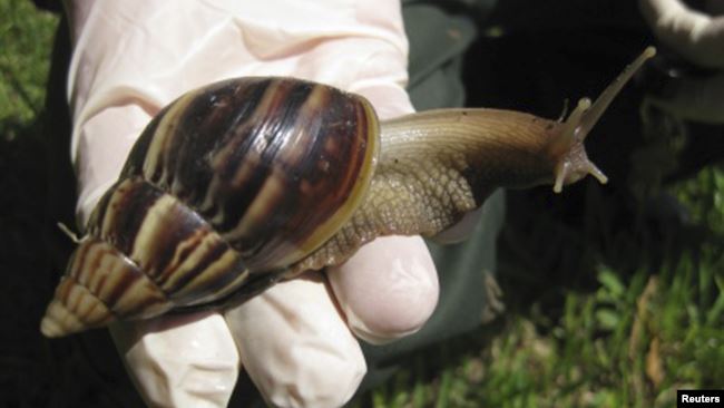 Los caracoles africanos azules son considerados una plaga en Cuba.